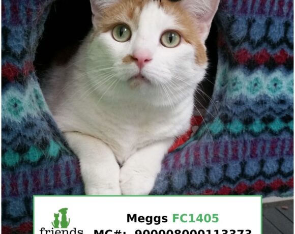Meggs Meggs