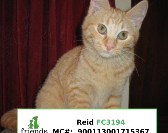 Reid Reid