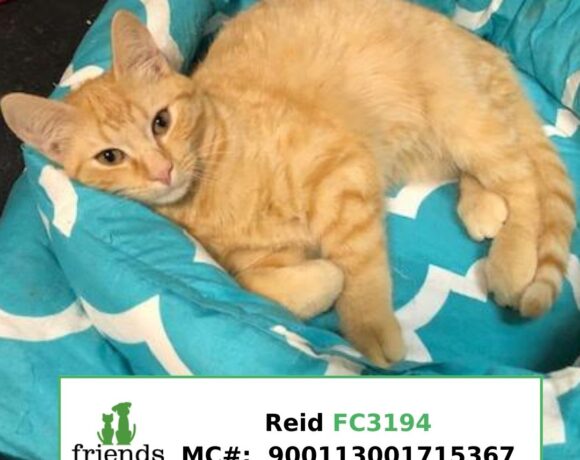 Reid (Adopted)