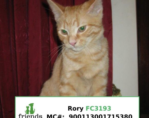 Rory (Adopted) Rory (Adopted)