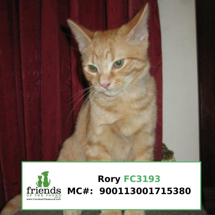Rory (Adopted)