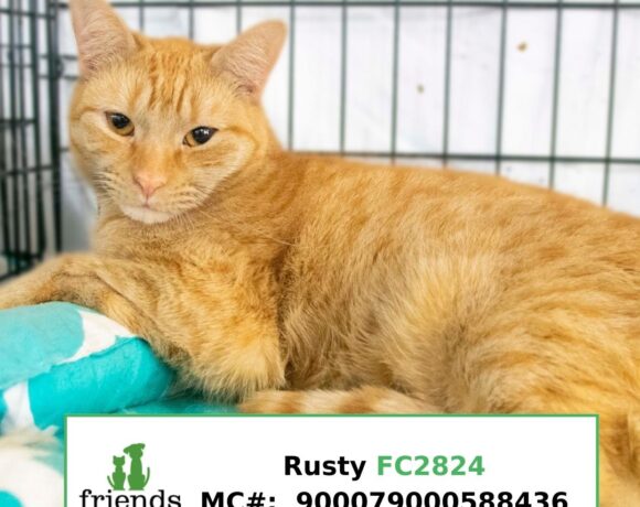Rusty (Adopted) Rusty (Adopted)
