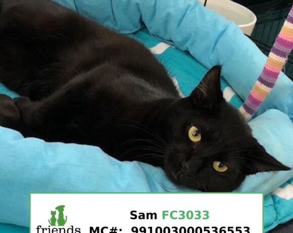 Sam (Adopted)