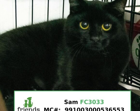 Sam Sam