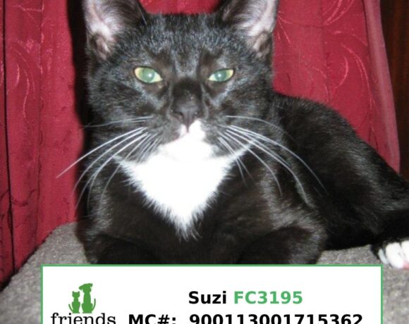 Suzi (Adopted)