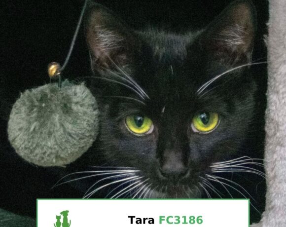 Tara (Adopted) Tara (Adopted)