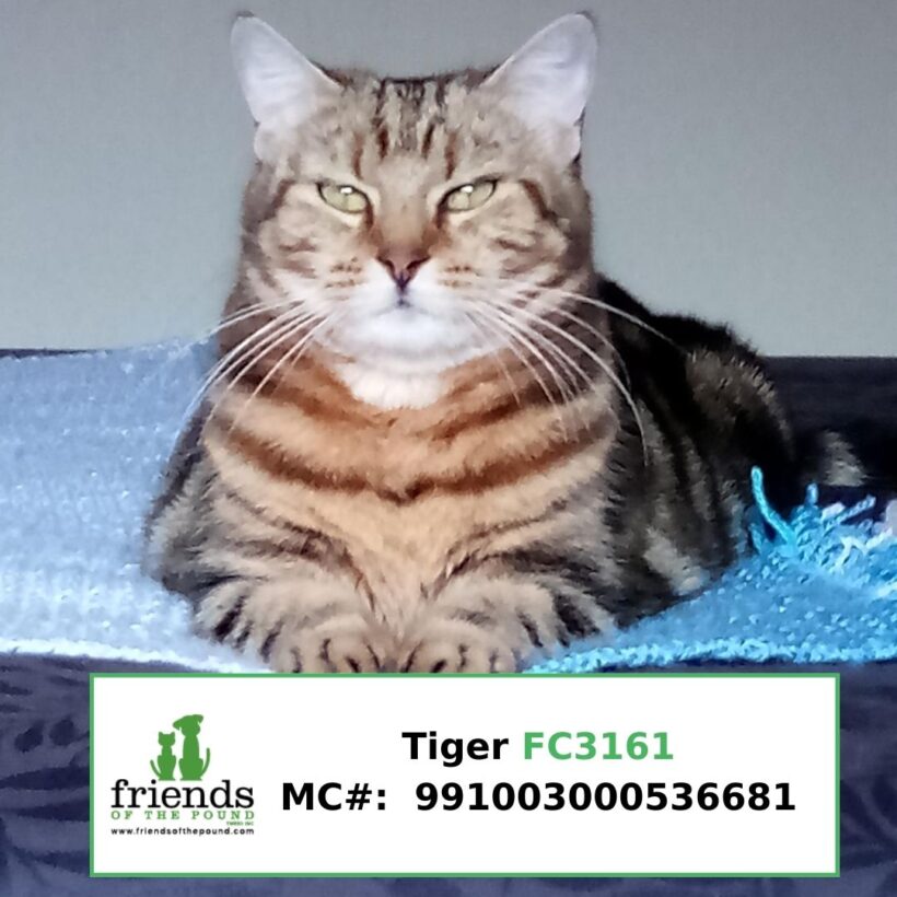 Tiger (Adopted)
