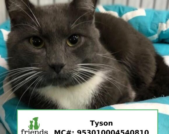 Tyson (Adopted)