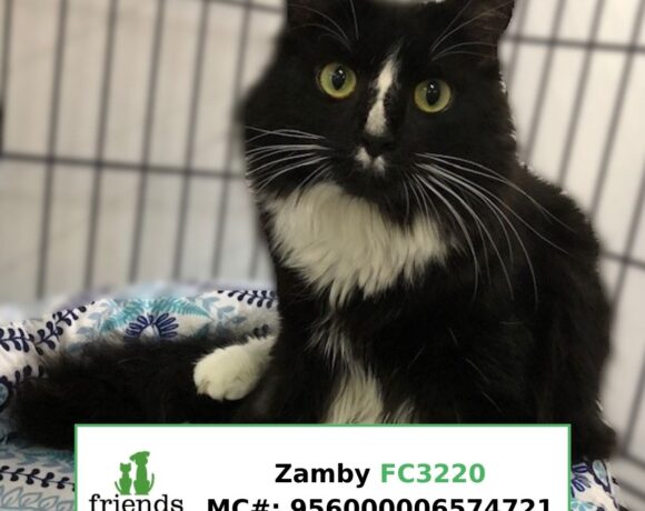 Zamby (Adopted)