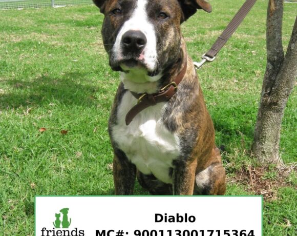 Diablo (Adopted) Diablo (Adopted)
