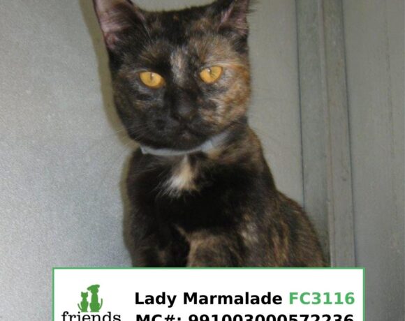 Lady Marmalade (Adopted)