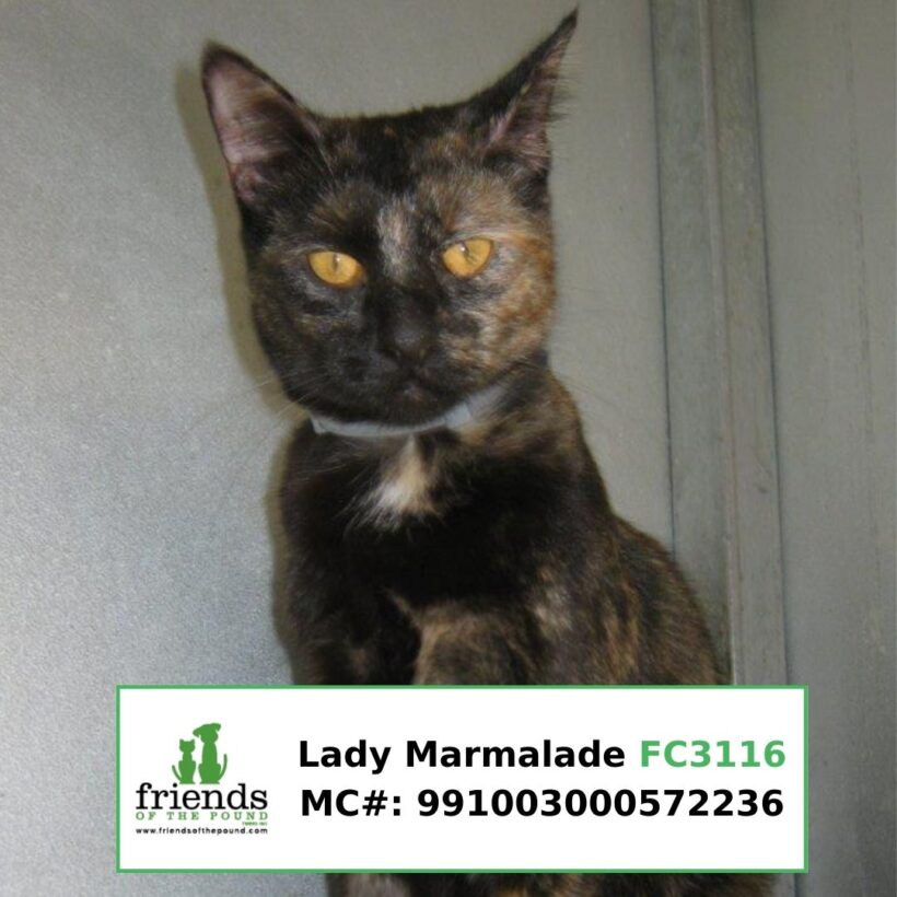Lady Marmalade (Adopted)