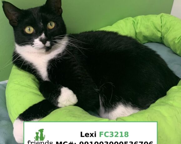 Lexi Lexi