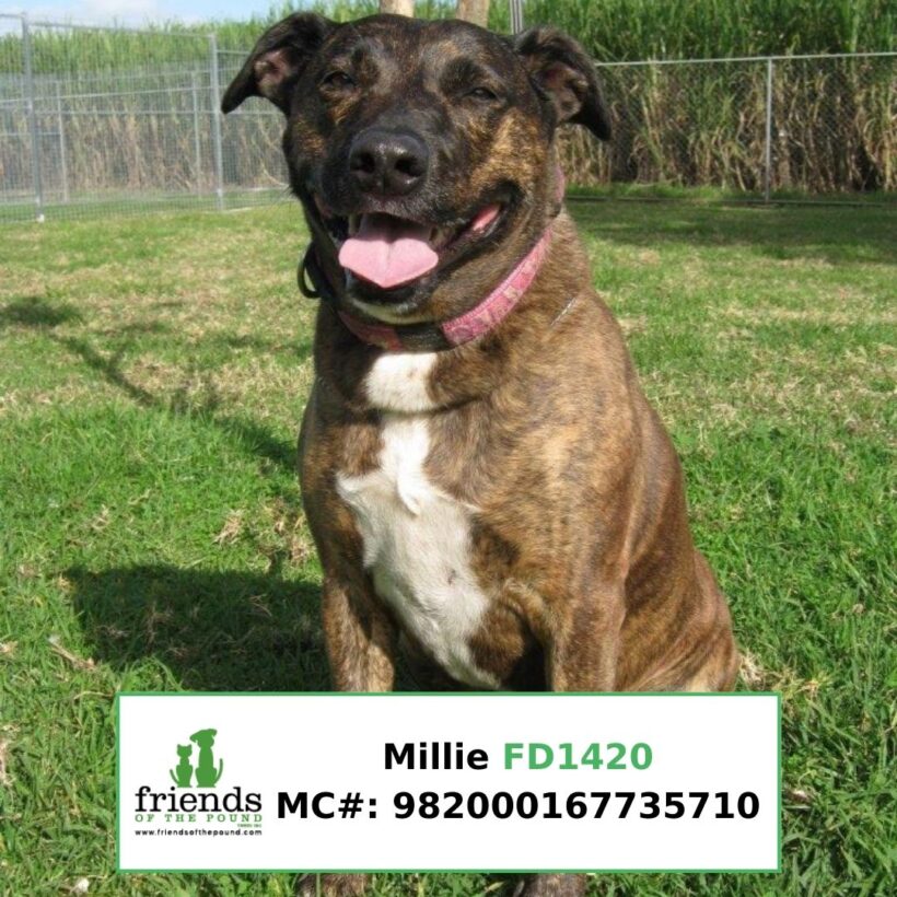 Millie (Adopted)