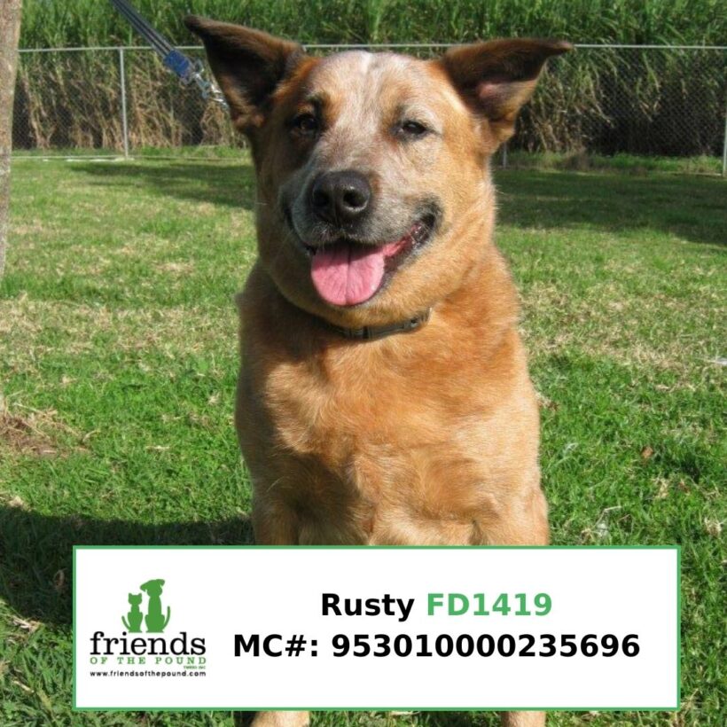 Rusty (Adopted)