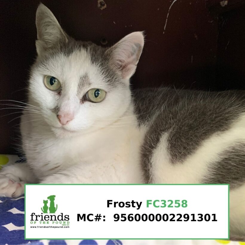 Frosty (Adopted)