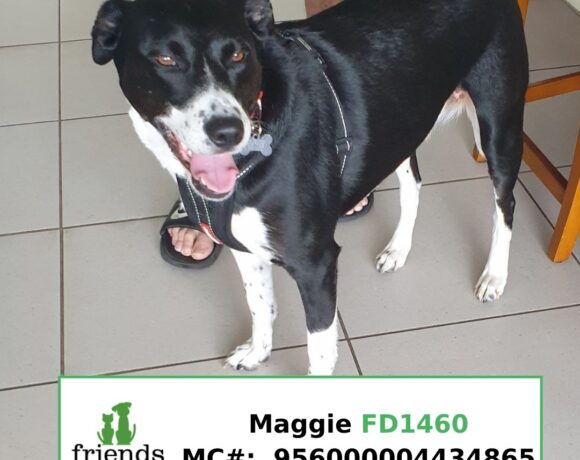 Maggie (Adopted) Maggie (Adopted)