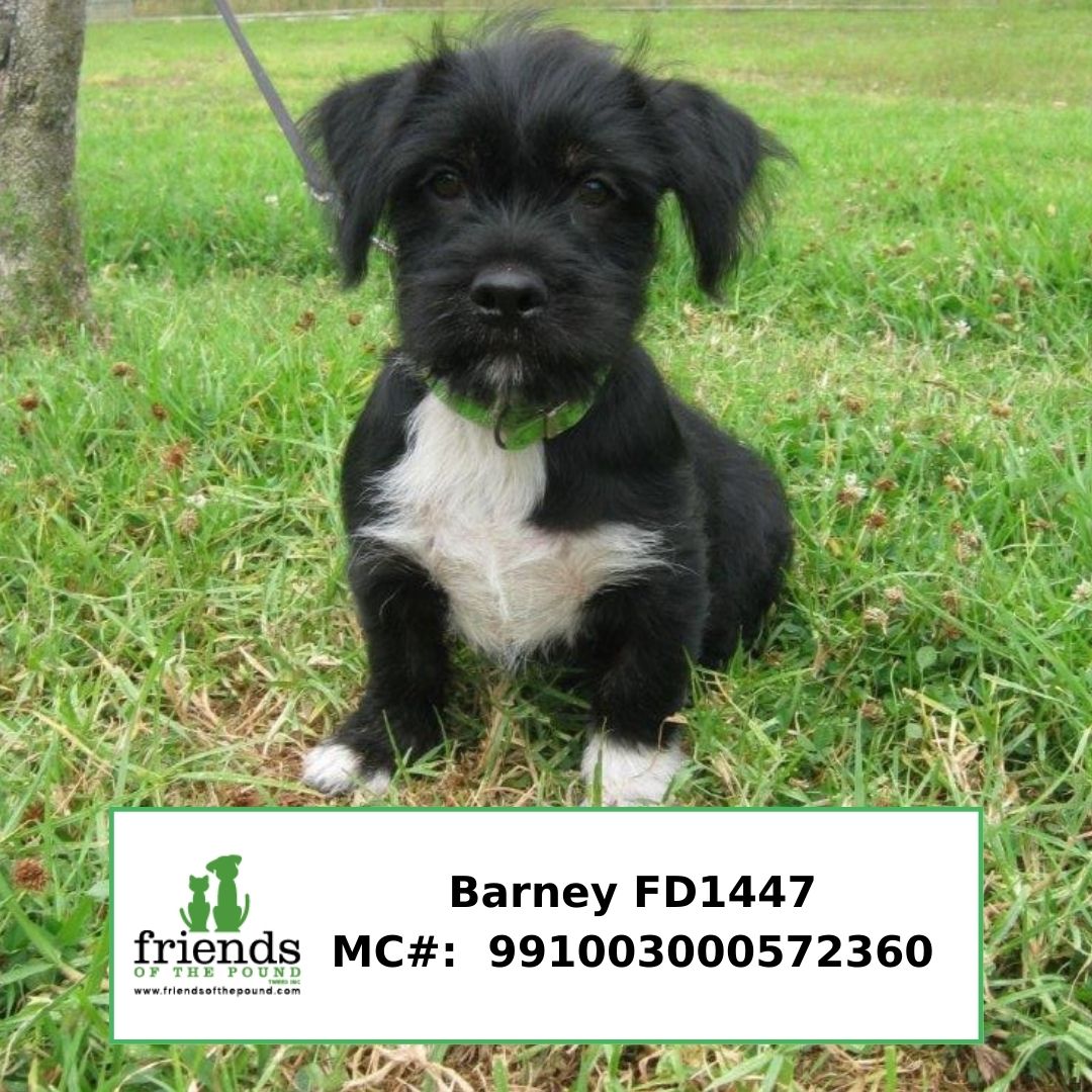 Barney FD1447