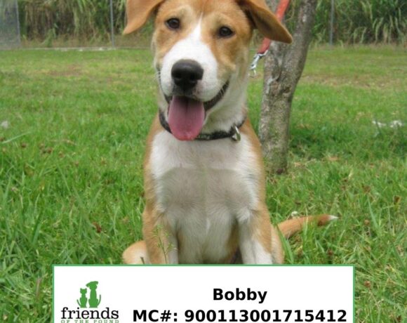 Bobby (Adopted) Bobby (Adopted)