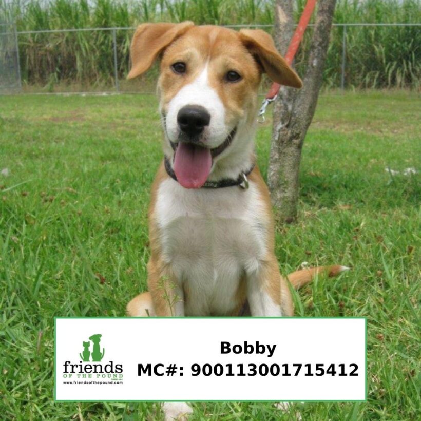 Bobby (Adopted)