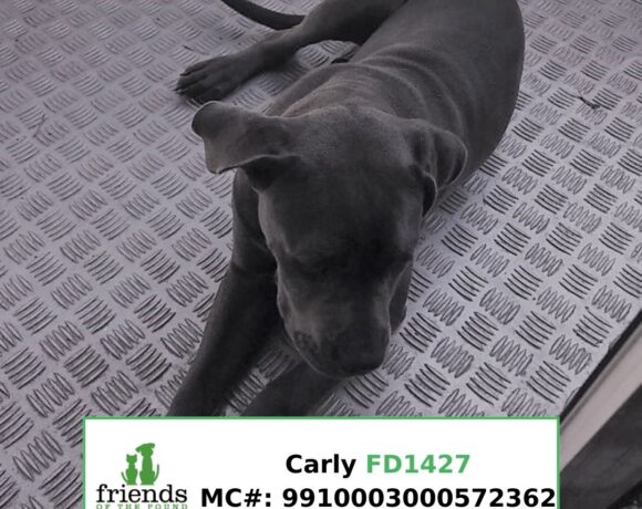 Carly Carly