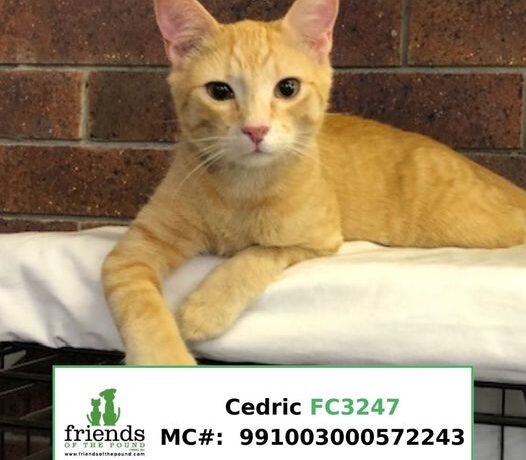 Cedric (Adopted) Cedric (Adopted)