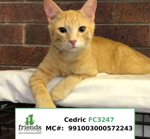 Cedric (Adopted)