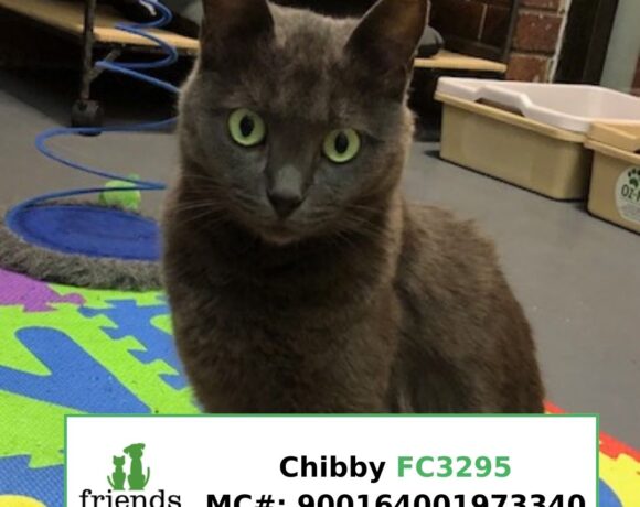 Chibby (Adopted) Chibby (Adopted)