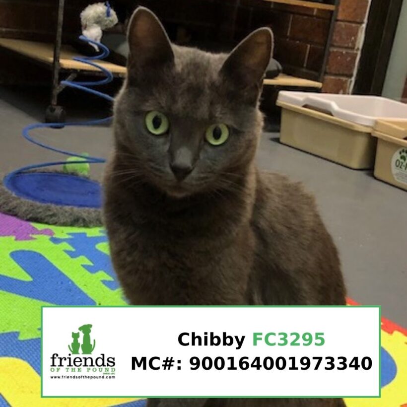Chibby (Adopted)