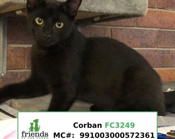 Corbin (Adopted)