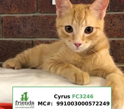 Cyrus (Adopted) Cyrus (Adopted)
