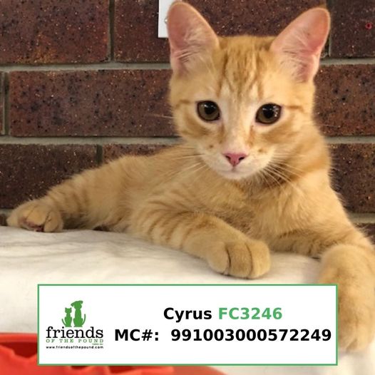 Cyrus (Adopted)