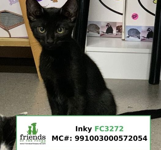 Inky (Adopted)