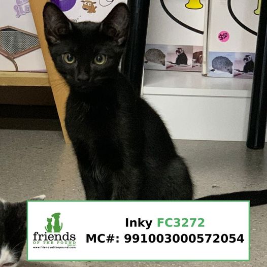 Inky (Adopted)