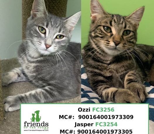 Jasper & Ozzi (Adopted) Jasper & Ozzi (Adopted)