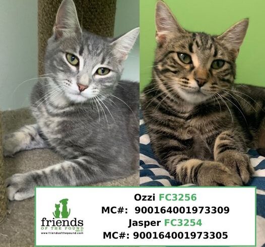 Jasper & Ozzi (Adopted)