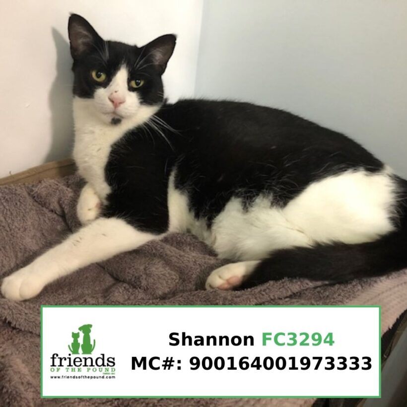 Shannon (Adopted)