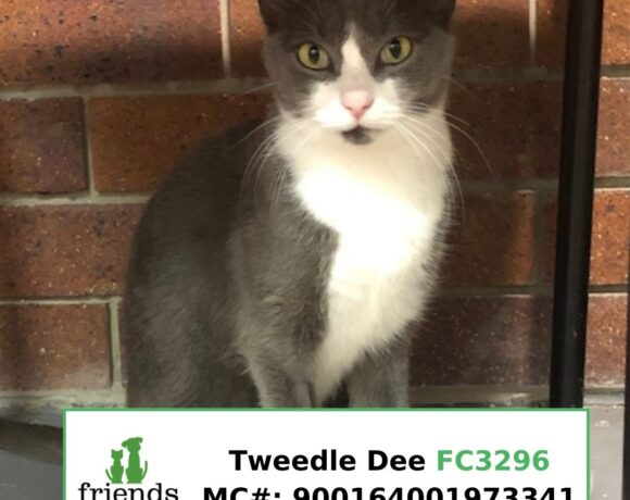 Tweedle Dee (Adopted) Tweedle Dee (Adopted)