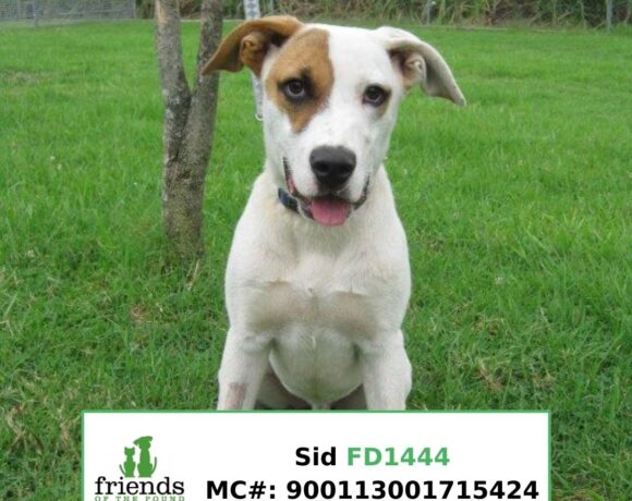 Sid Sid