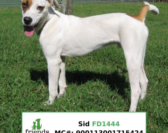 Sid (Adopted)