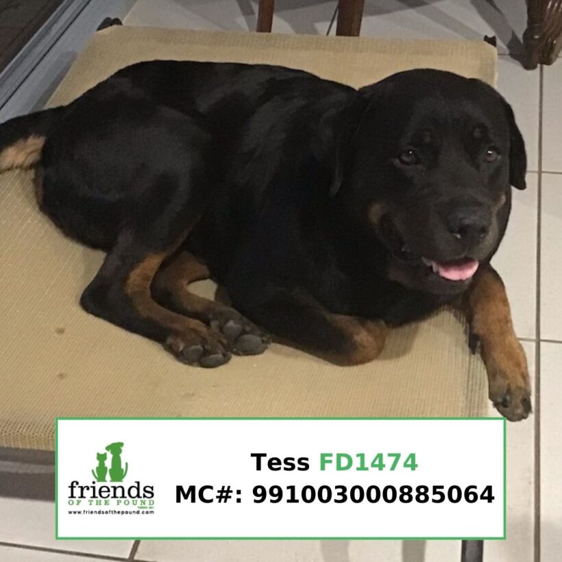 Tess (Adopted)