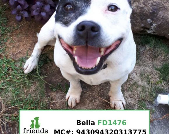 Bella (Adopted) Bella (Adopted)