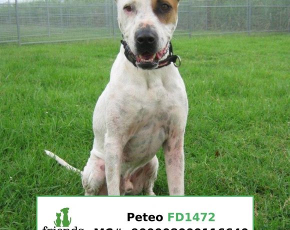Peteo (Adopted)