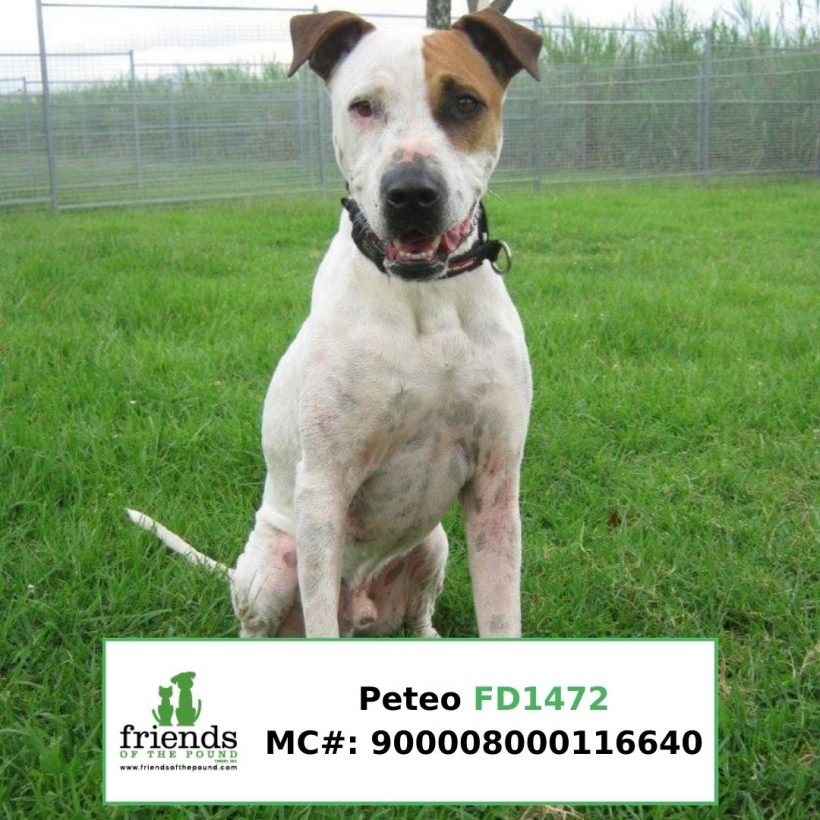 Peteo (Adopted)