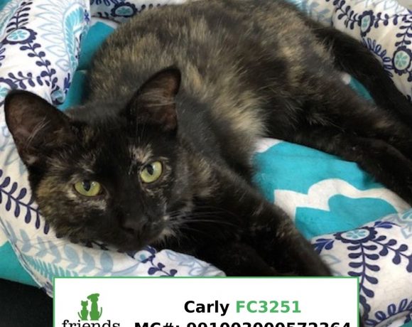 Carly (Adopted)