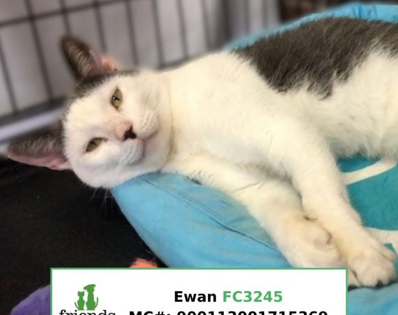 Ewan (Adopted) Ewan (Adopted)