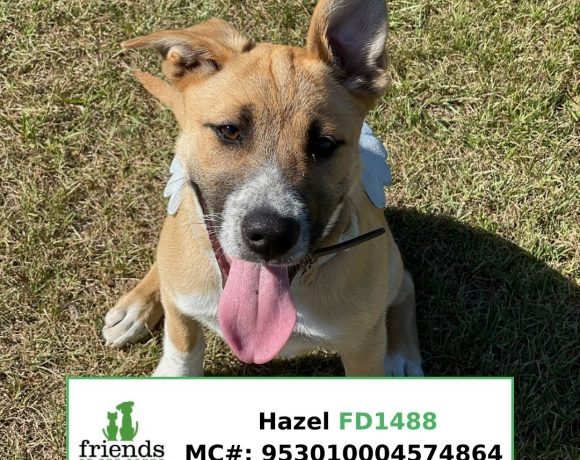 Hazel (Adopted)