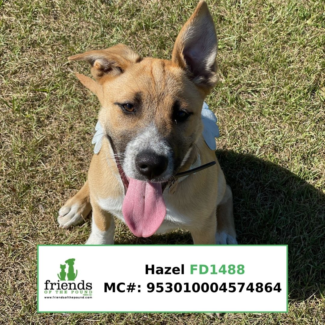 Hazel Dog FD1488