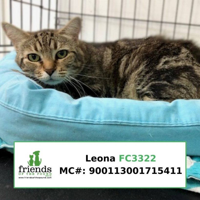 Leona (Adopted)