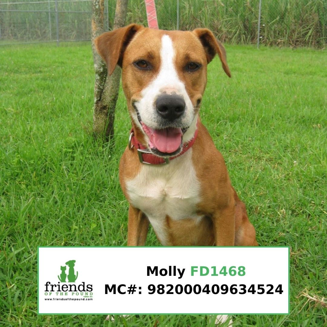 Molly Dog FD1468